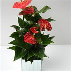 Anthurium Plant